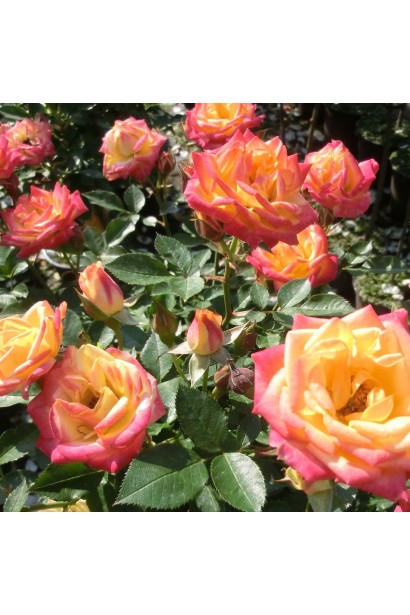 Роза патио Литтл Сансет – махровые бутоны с закрученными лепестками